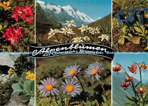 D128438 Alpenblumen aus Österreich Bergwelt Alpenrose Alfred Grundler Cosy Multi