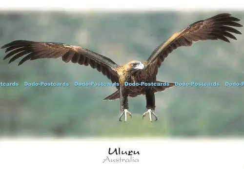 D128480 Australia Uluru Wedge Tailed Eagle Australian Wildlife Collection Murray