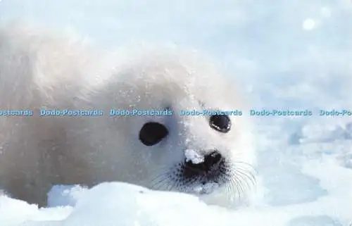 D122888 Seal Pup IFAW Albert Embankment