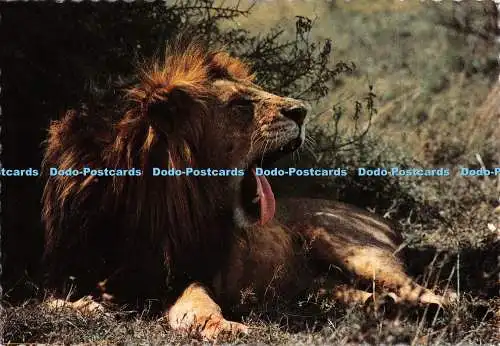 D128432 Gähnender Löwe Afrika in Bildern Elite Pegas Studio