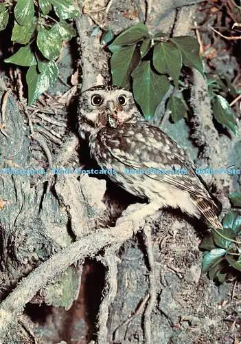 D123723 Kleine Eule J Arthur Dixon