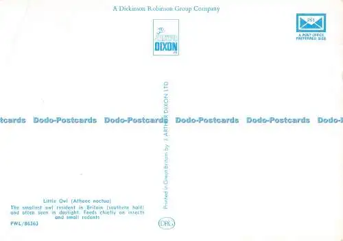 D123723 Kleine Eule J Arthur Dixon