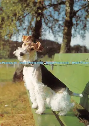 D123741 Der Hund sitzt auf einer Bank E T W Dennis