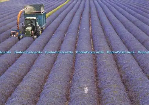 D128782 Hop Shop at Castle Farm 2016 Lavendel für Öl ernten Thomas Alexande