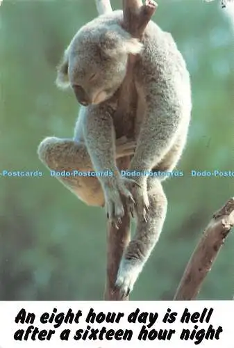 D122099 Ein Acht-Stunden-Tag ist die Hölle nach einer sechzehnstündigen Nacht Aussie Antics Bob K