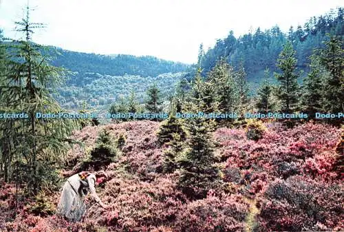 D124290 Heather in Scotland J Arthur Dixon