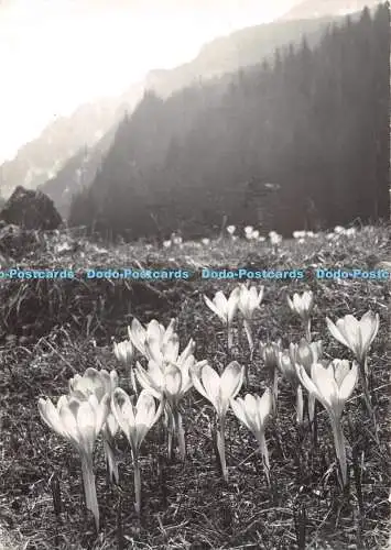D122325 Tatry Szafran Spiski w Dolinie Koscieliskiej PTTK Z Zwolinska