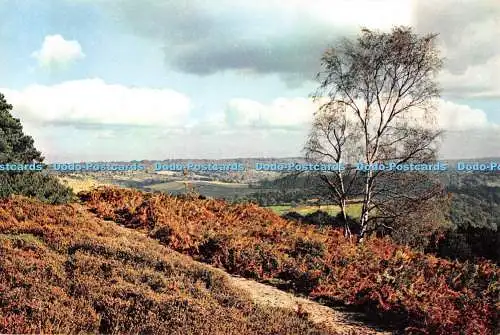 D124335 Surrey Newlands Corner Near Guildford J Arthur Dixon K Scowen