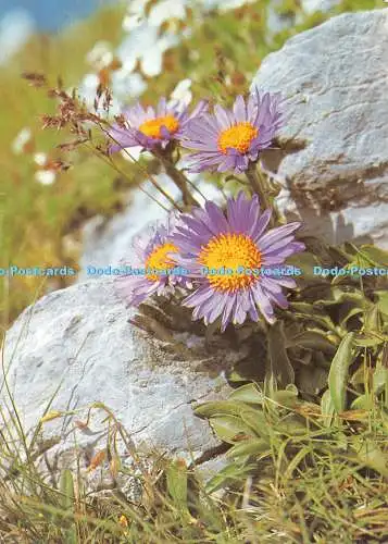 D126428 Alpenastern Konrad Zange Deutsches Jugendherbergswerk Kalender Wandern