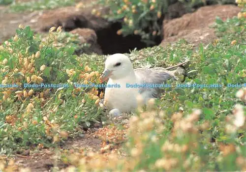 D122585 Fulmar Dark Grey Back Wings E T W Dennis B Dingley