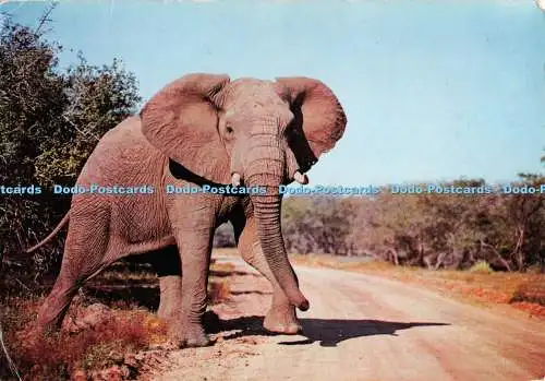 D126621 Wild Life Dierelewe Der riesige afrikanische Elefant Rahmenwürdige Publikation