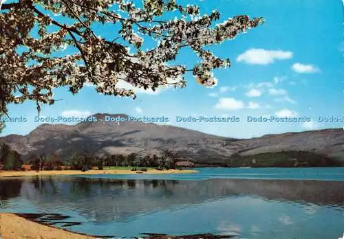 D124704 Springtime on Loch Lomond Dunbartonshire Valentine Scots Bildserie