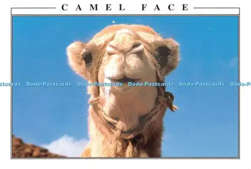 D126777 Camel Face Jordan Mohsen Ulama