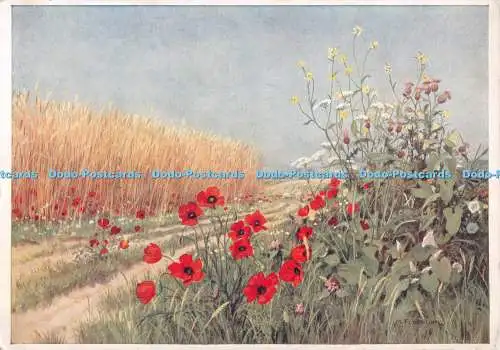 D129579 Gewöhnlicher Roter Mohn Marius Forestier The Medici Society Medici Wildblume