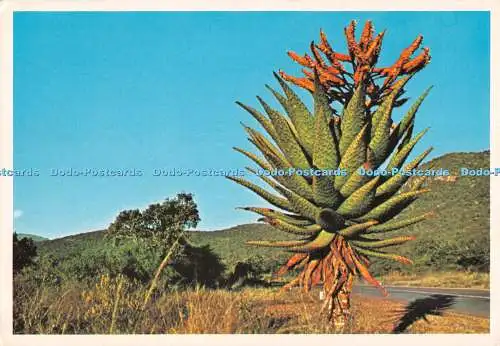 D127421 Südliches Afrika Aloe Kandelaber Kunstverlag und Arthur englischer Druck