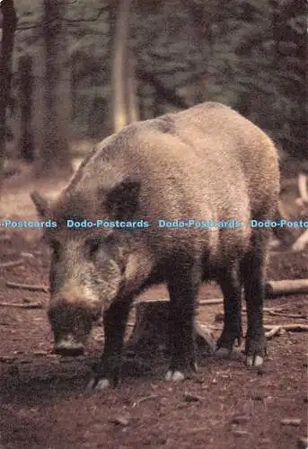 D127507 Gibiers de Nos Ardennen Wildschweine Ern Nels Thill