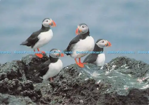 D130341 Eine Gruppe Papageientaucher, die aus dem Meer kommen, um auf den Scilly-Inseln F zu nisten