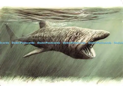 D130347 Basking Shark Reproduziert nach einer von Dr Jeremy Paul Bridson entworfenen Briefmarke