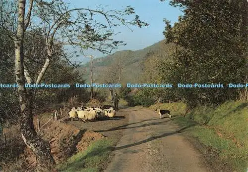 D127719 Eine Schafherde Jarrold