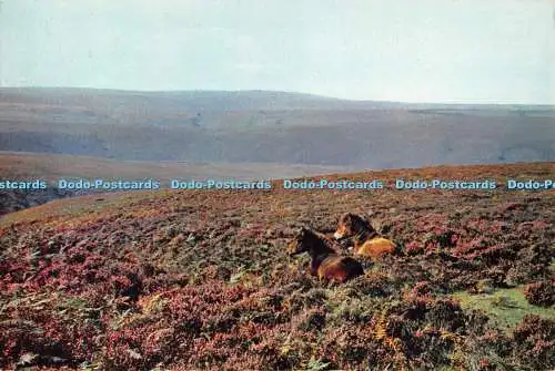 D130580 Somerset Exmoor Young Exmoor Ponys J Arthur Dixon H A Summers 1972