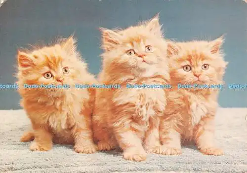 D127846 Three Ginger Kittens J Arthur Dixon