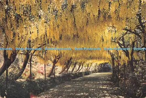D131368 Denbighshire The Laburnum Arch Bodnant J Arthur Dixon