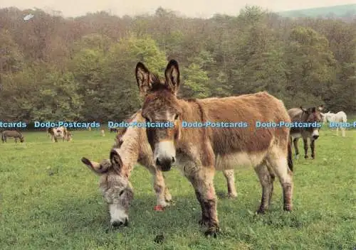 D131381 Devon Einige Esel im Donkey Sanctuary Sovereign Druck M Flenley