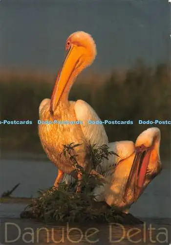 D132349 Donaudelta Weißer Pelikan Ibis Tours Daniel Petrescu