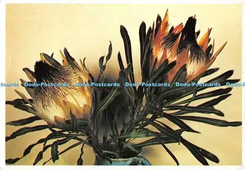 D134888 Blumen Protea Longifolia Protea Farbdrucke 1983