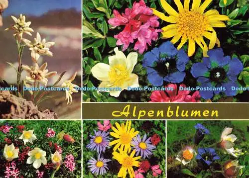 D137771 Alpenblumen Schones Osterreich Multi View