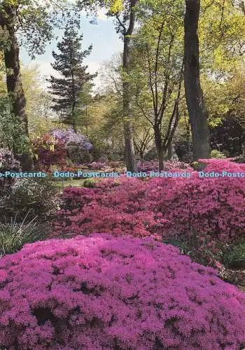 D135260 April auf Battleston Hill mit japanischen Azaleen in voller Blüte The Royal H