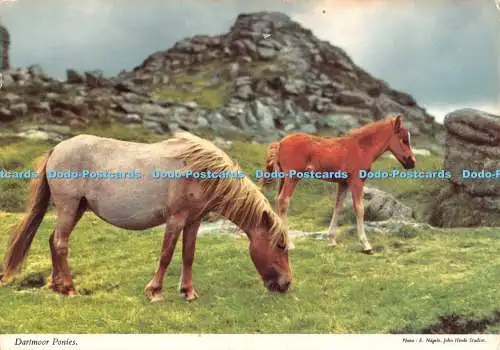 D132956 Dartmoor Ponys John Hinde E Nagele