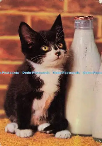 D138362 Katze mit Milchflaschen Couleur Naturelle 1965