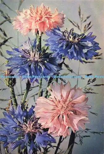 D138403 Cornflower J Arthur Dixon