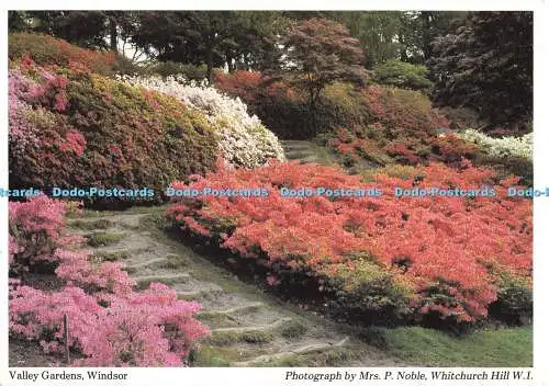D140829 Valley Gardens Windsor Mrs P Noble Berkshire Federation of Womens Institu