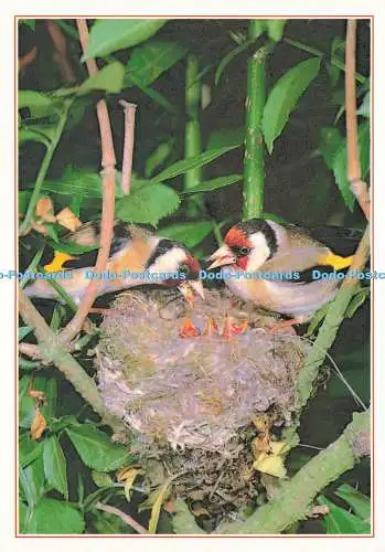 D141028 Goldfinches and Young Cardvelis Cardvelis Maurice K Walker Dixon