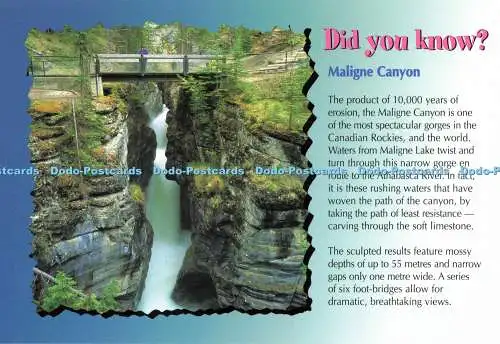 D136118 Maligne Canyon Wussten Sie die Postkartenfabrik