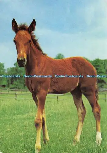 D141102 Horse Sort 692 Ilo color