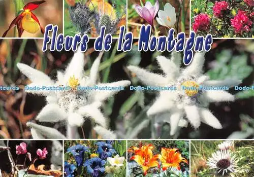 D133943 Fleurs de la Montagne Sabot de Venus Chardon Bleu Crocus Edy Olivier Col
