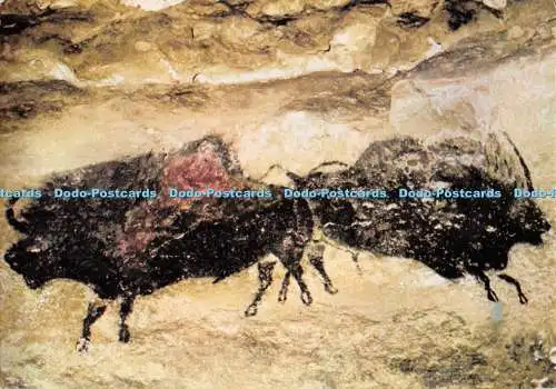 D133947 Les Grottes de Lascaux Dordogne Art Prehistorique Les Deux Bisons nef pa