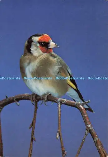 D141566 Set No 5 Familiar British Birds Goldfinch Carduelis carduelis F Collet A