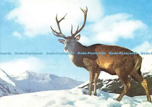D136713 Monarch of Glen J Grant Dixon