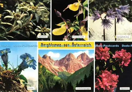 D137409 Bergblumen aus Österreich Foto Risch Lau W Stempfle Multi View