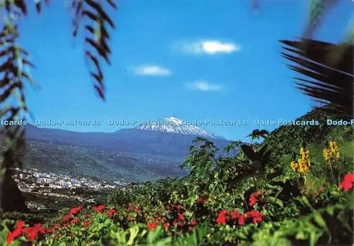 D142985 Teide Blumen mit schneebedecktem Teide im Hintergrund Euroafricana de Cana