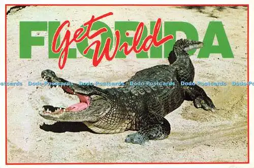 D143065 Florida Get Wild Florida Alligatoren Lawson Mardon Postkarte 1999