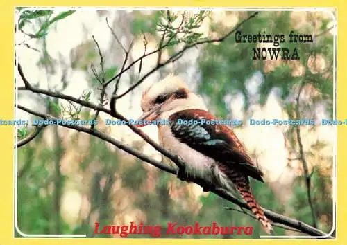 D143088 Grüße von Nowra Laughing Kookaburra Dacelo gigas Robert Schorn Colo