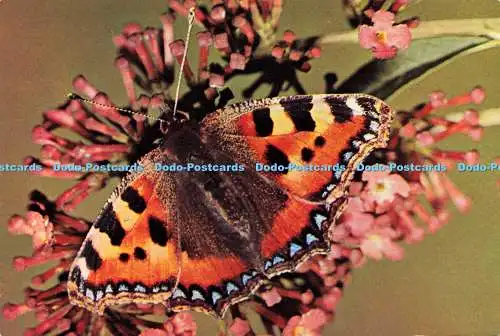 D143244 Kleiner Schildpatt Aglais Urticae George E Hyde Dixon Schmetterling