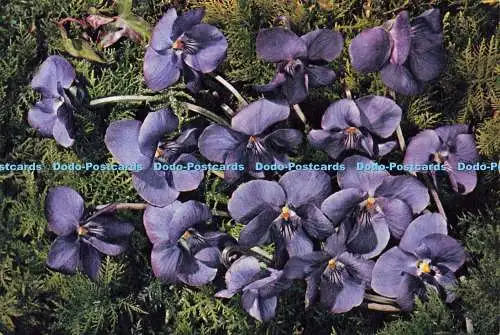 D143245 Veilchen Viola odorata Familie Violaceae Süßveilchen englischer Hecken