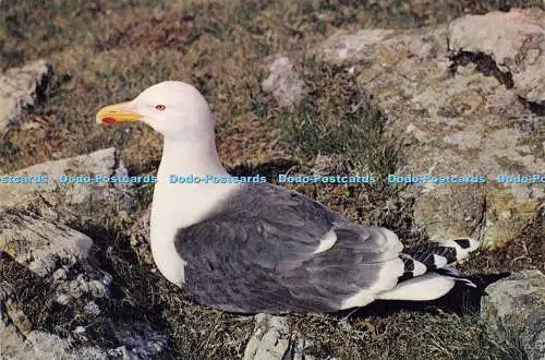 D143248 Great Black backed Gull M I Smith Dixon