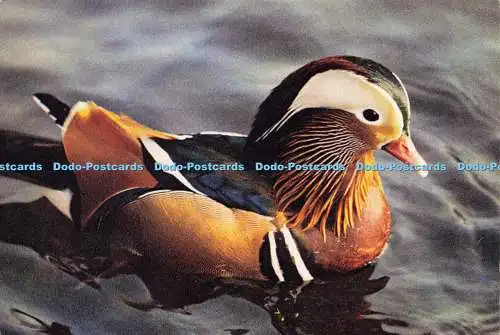 D143258 Mandarin Drake Aix galericulata Wilfred W Roberts Dixon Entenfamilie